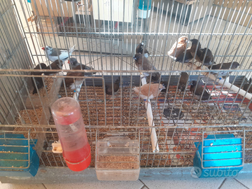 Coppie passeri Giappone riproduttive