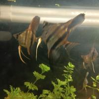 scalari altum Dantume 