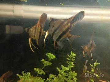 scalari altum Dantume 