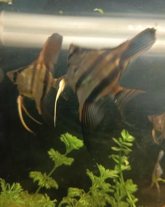 scalari altum Dantume 