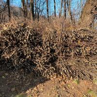 GRATIS fascine di castagno
