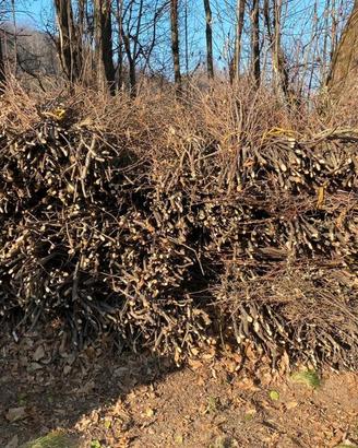 GRATIS fascine di castagno