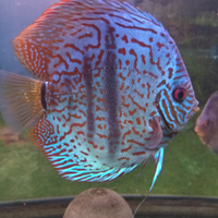 Discus