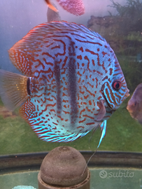 Discus