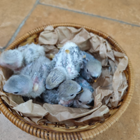 Pappagalli