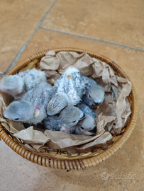 Pappagalli