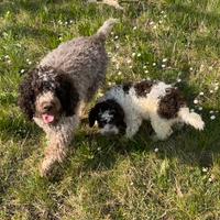 Cuccioli Lagotto Romagnolo
