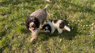 Cuccioli Lagotto Romagnolo