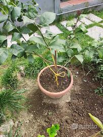 Pianta di limone in vaso