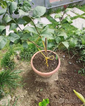 Pianta di limone in vaso