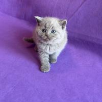 Gattini Scottish straight