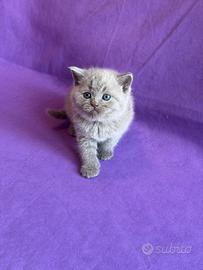 Gattini Scottish straight