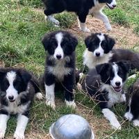 Cuccioli maschi border collie The One Puppy