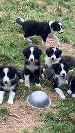 Cuccioli maschi border collie The One Puppy