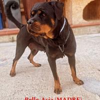 Cuccioli di Rottweiler alta genealogia