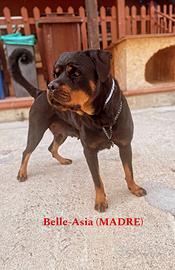 Cuccioli di Rottweiler alta genealogia