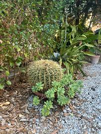 Echinocactus grusonii