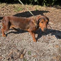 Dachsbracke femmina pronta caccia al cinghiale