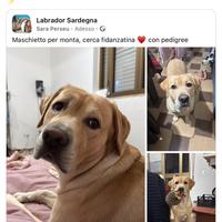 Labrador per monta