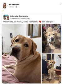 Labrador per monta