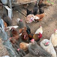 Galline ovaiole e mix padovane