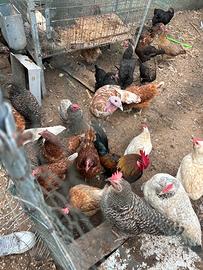 Galline ovaiole e mix padovane