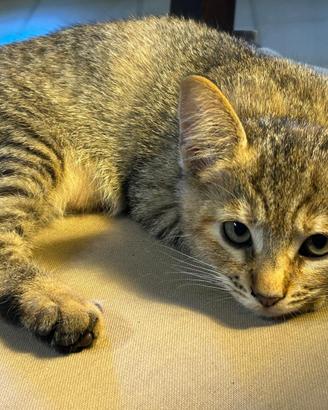 Gattina meticcia in affidamento gratuito