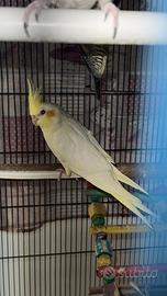 Calopsite allevate a mano