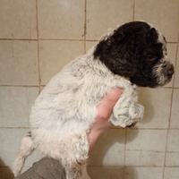 Cuccioli Lagotto romagnolo