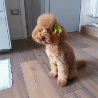 Barboncino accoppiamento monta