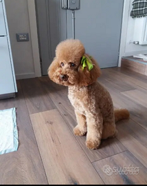 Barboncino accoppiamento monta