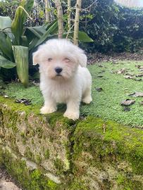 Maschietto di maltese