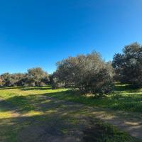 Villacidro - Oliveto