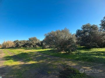 Villacidro - Oliveto