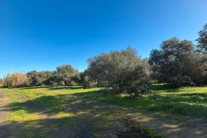 Villacidro - Oliveto