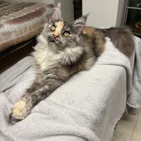 Disponibile Maine Coon femmina ANFI X monta