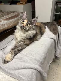 Disponibile Maine Coon femmina ANFI X monta