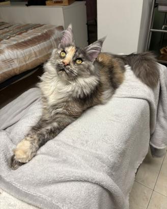 Disponibile Maine Coon femmina ANFI X monta