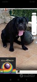 Cane corso x monta