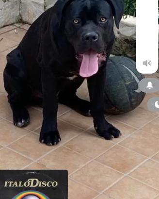 Cane corso x monta