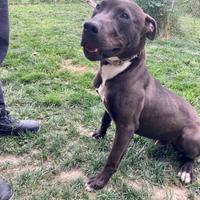 Pitbull maschio di 7 mesi