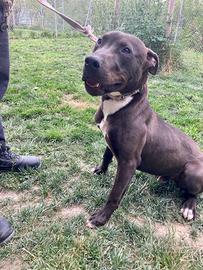 Pitbull maschio di 7 mesi