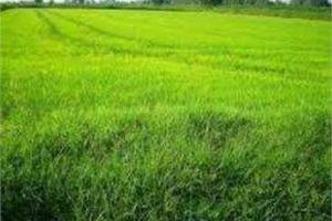 TERRENO AGRICOLO HA 16.70