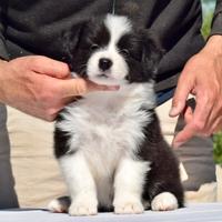 Border collie
