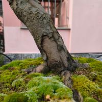 melo bonsai