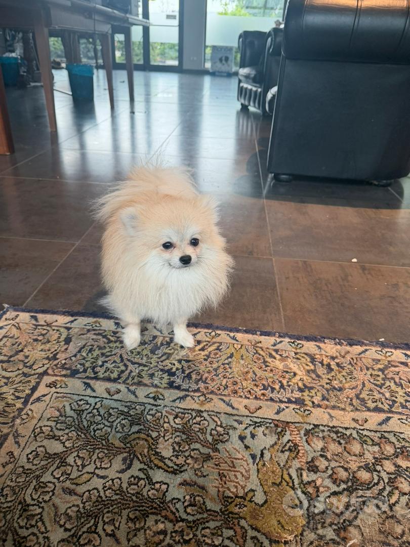 Volpino della Pomerania