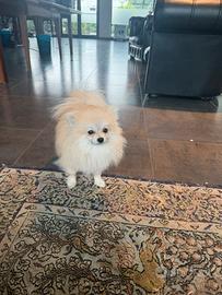 Volpino della Pomerania