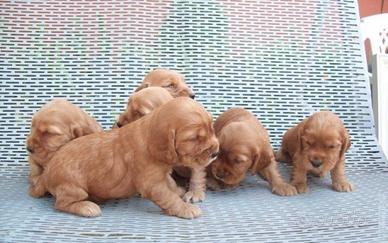 Cocker Spaniel cucciolini maschi