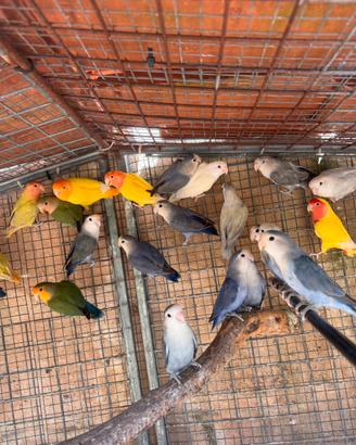 Pullo e pappagallini inseparabile agapornis