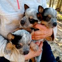 Cuccioli di Australian Cattledog